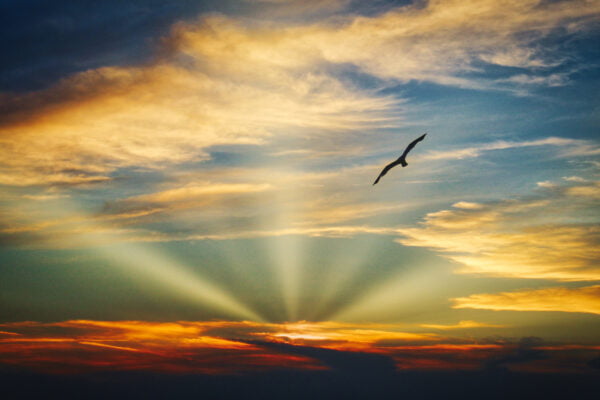 "Bird in the sky" 1 "Bird in the sky" 1